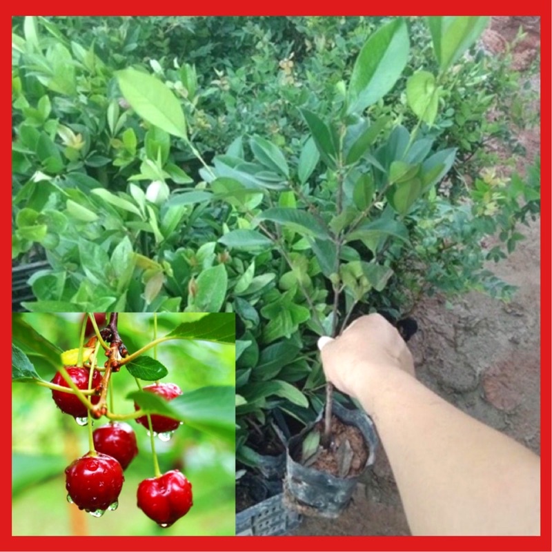 Cây giống CHERRY BRAZIL chịu nhiệt quả có vị ngọt, siêu dinh dưỡng