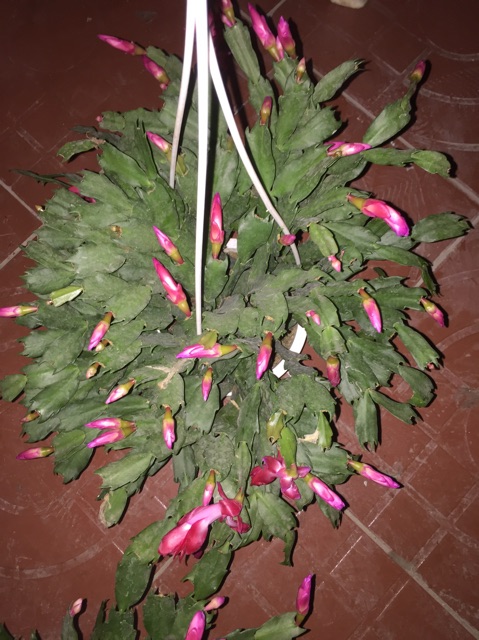 Lan càng cua