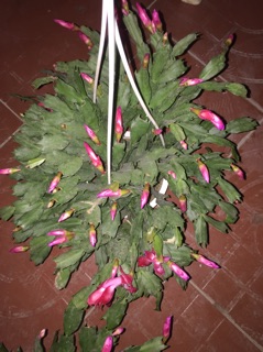 Lan càng cua