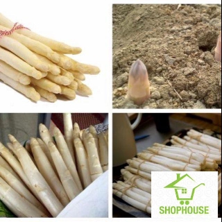 shophouse Hạt giống măng tây trắng f1 30 hạt  SHOP HOUSE  TẾT KHUYẾN MẠI