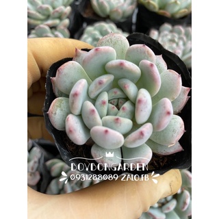 Cây sen đá ruby trắng🌵 ❣ ⚡ ❤ ✈