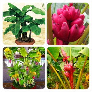 Cây chuối cảnh mini, giống chuối trồng chậu cảnh, chuối lùn, 45 ngày ra quả, cam kết cây khống