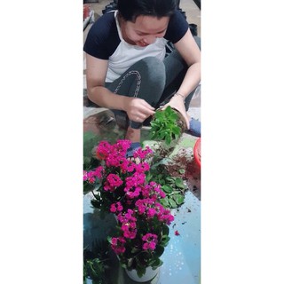 combo 10 cây giống sống đời thái kép đủ màu