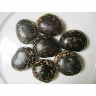 Combo 10 hạt đậu lào(đậu hút nọc độc rắn cắn,chó cắn...) mua 10 hạt tặng 1 hạt