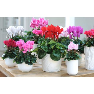 Hoa anh thảo mix - 5 hạt