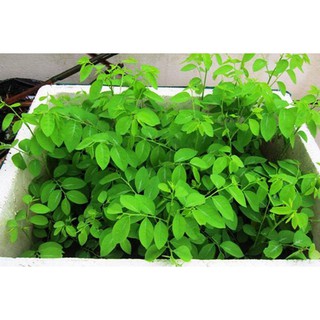 Bán Hạt giống Rau Bồ Ngót (1g) hàng đẹp