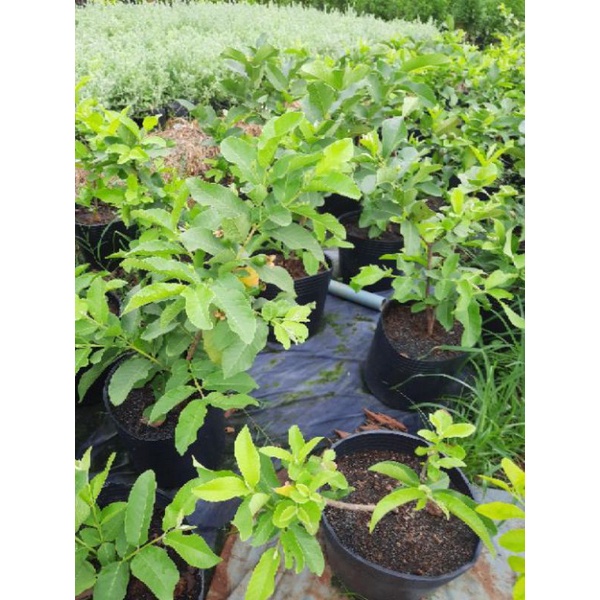 Cây Ổi Trồng Chậu