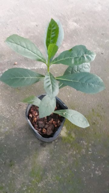 Cây giống hoa cánh tiên - thanh điệp