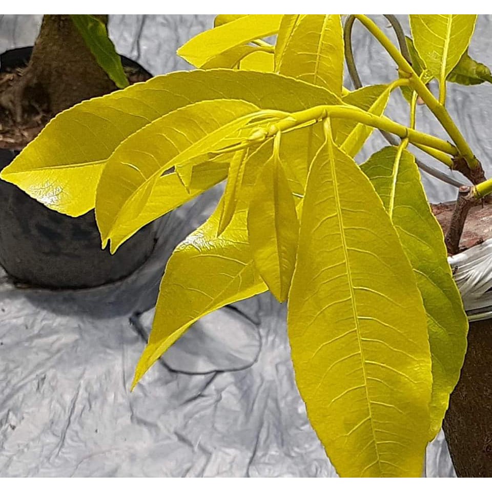 Cây Mai Lá Ngọc Cành Vàng