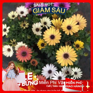 Hạt giống hoa cúc châu phi - 20 hạt / gói