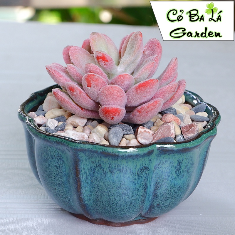 Chậu sứ trồng cây-hình hoa sen 11x5 -men hỏa biến