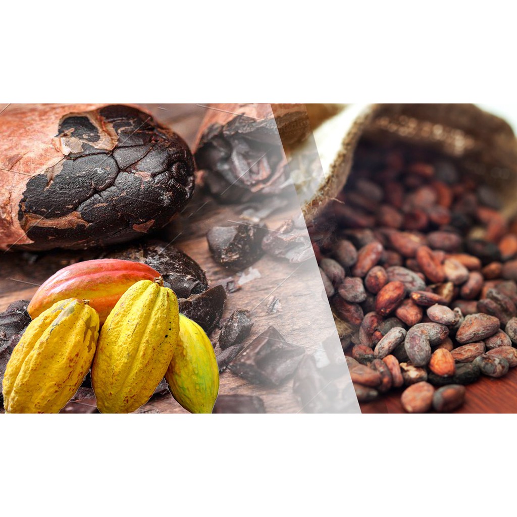 Hạt Cacao Khô Lên Men Tự Nhiên Nguyên Chất 100%