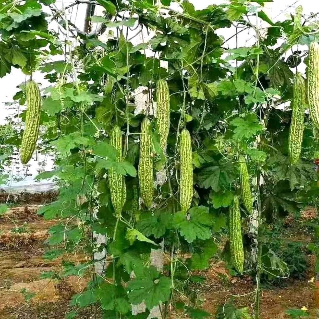 HẠT GIỐNG MƯỚP ĐẮNG - KHỔ QUA CAO SẢN KHÁNG BỆNH