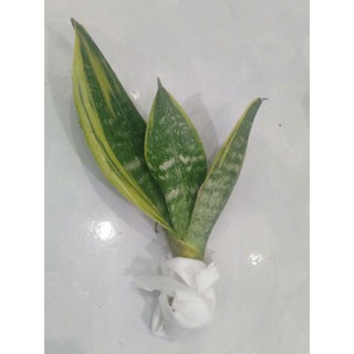 Cây lưỡi hổ Thái mini để bàn