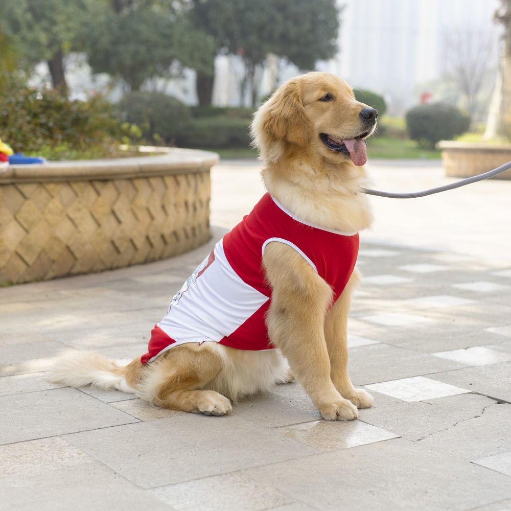 Chó nhỏ, vừa và lớn Mùa xuân hè Áo vest mỏng bằng bông tinh khiết Golden Retriever Alacoji Teddy Dog Cat Quần cho