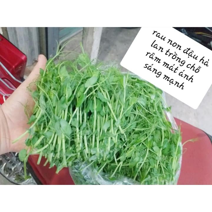 💥 HẠT GIỐNG MẦM ĐẬU HÀ LAN KHÔNG CÓ CHẤT BẢO QUẢN-(1KG)