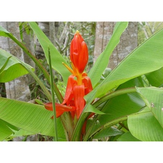 cây chuối cảnh 💥💥 mini siêu đẹp để bàn