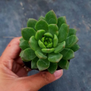 Sen đá mặt trời mới