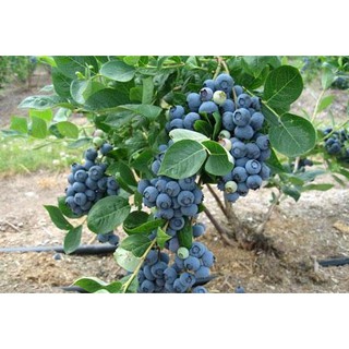 Hạt giống việt quất 50 hạt