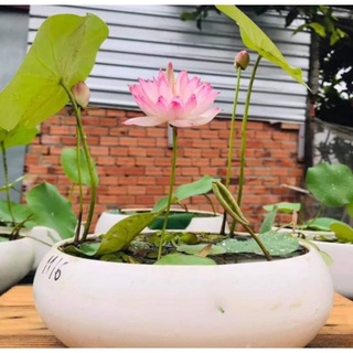 (Đã Cắt Đầu) Sen Mini Full Màu