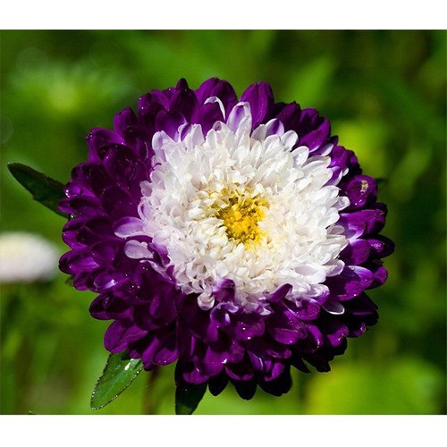 Hạt Giống Hoa Cúc Nhật PomPom Mix gói 50 hạt đẹp