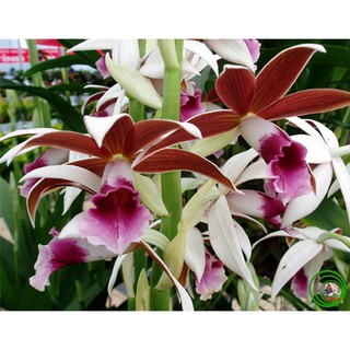 địa lan hạc trắng viền hồng