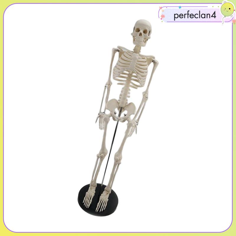 Mô Hình Xương Người Perfeclan4 Dùng Giảng Dạy Y Tế