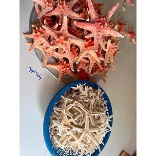 1 con Sao Biển Đỏ To 18cm