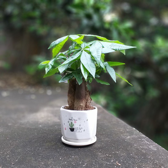 Cây Kim ngân tam lộc- 1 thân, 3 thân- phát tài, cây mini để bàn