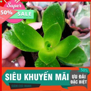 Sen tứ phương xanh, đỏ tùy mùa