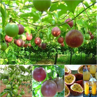 Hạt giống Chanh leo tím - 1 gói 20 hạt