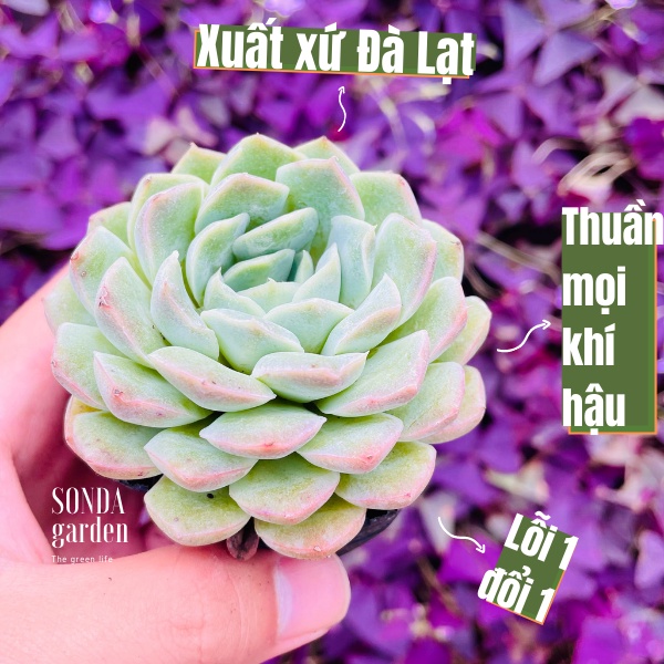 Sen đá thanh cúc SONDA GARDEN size bé 5-8cm, xuất xứ Đà Lạt, khoẻ đẹp, lỗi 1 đổi 1