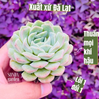 Mua Sen đá thanh cúc SONDA GARDEN size bé 5-8cm  xuất xứ Đà Lạt  khoẻ đẹp  lỗi 1 đổi 1