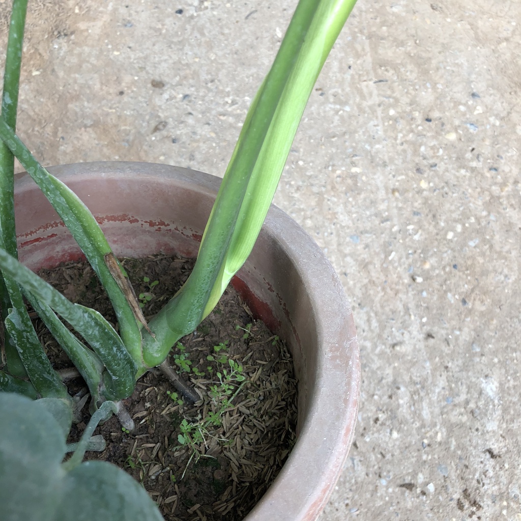Cây trầu bà - trầu bà nam mỹ cao 50cm trang trí phòng khách phòng ngủ thanh lọc không khí