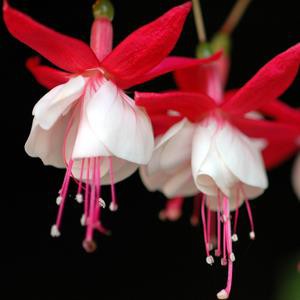 Hạt giống hoa lồng đèn - Hồng đăng Mix