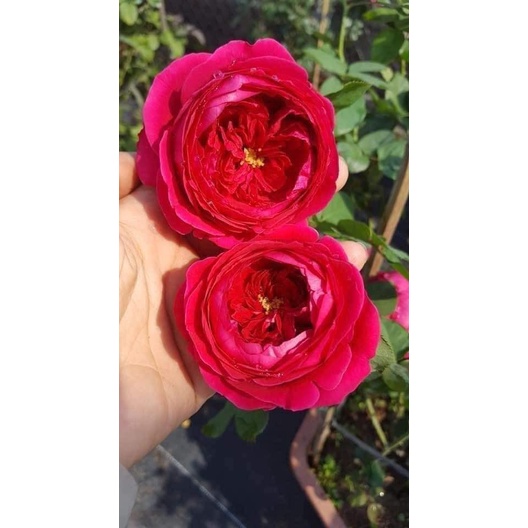 Hoa hồng ngoại Pas De Deux Loài hoa kiêu sa đến từ Nhật được săn lùng nhiều nhất hiện nay -hoangoaimelinh