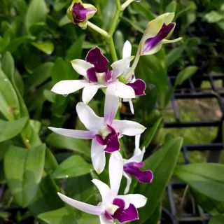 Lan denro nắng Robert cây trưởng thành