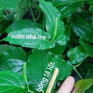 Cây lá lốt vườn