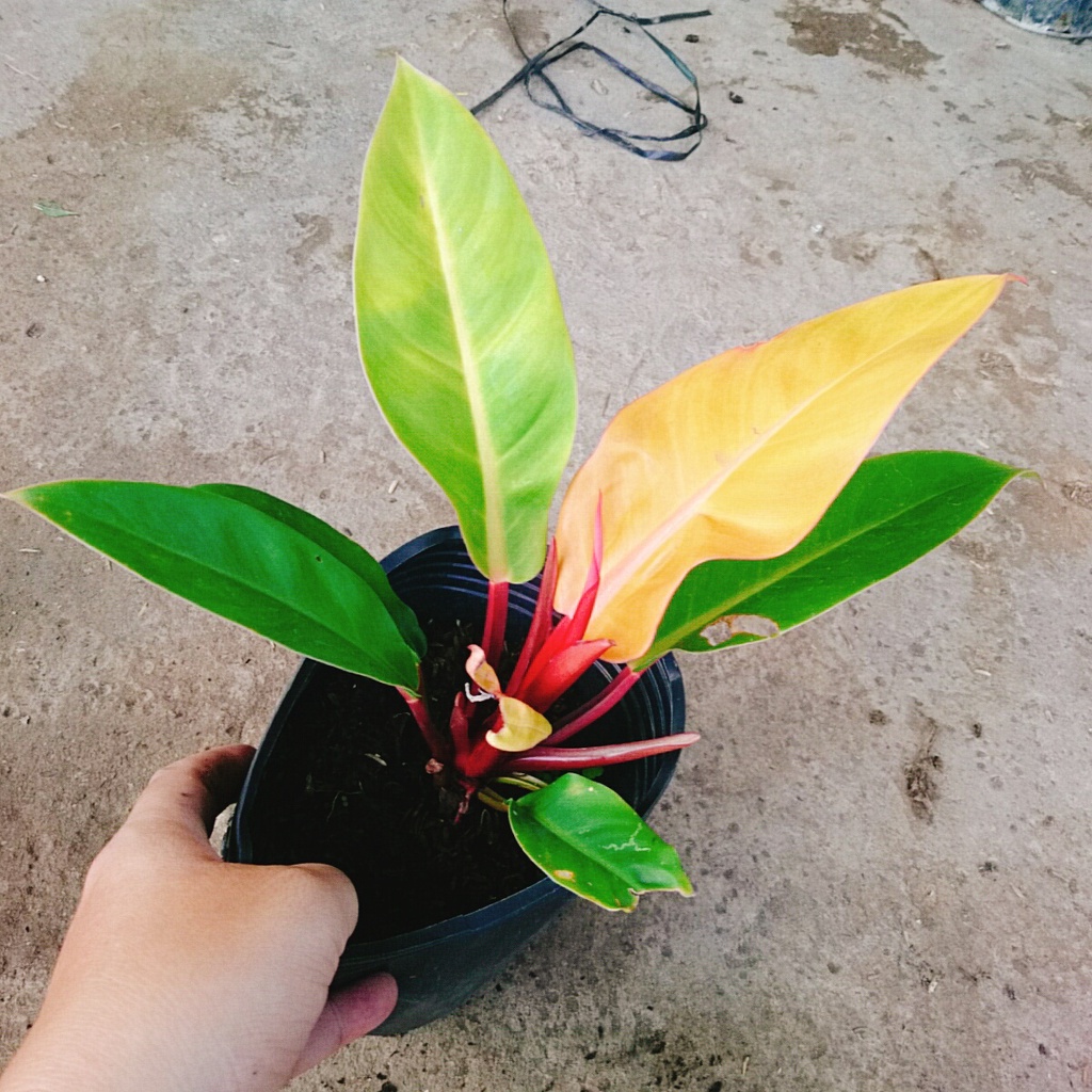 Combo 4 cây trầu bà đế vương