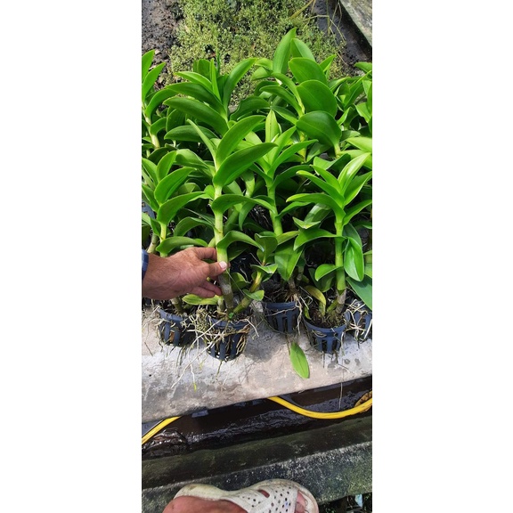 Hoa Lan Dendro Nắng 5 Cánh Vàng Lưỡi Đỏ,