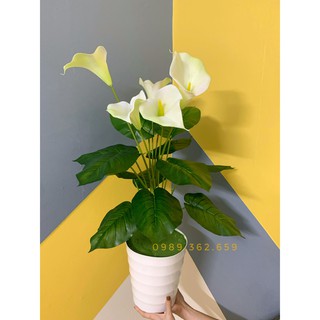 Cây hoa rum- Cây giả decor