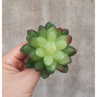 Cây hoa nhựa: Mẫu Sen đá Ruby xanh