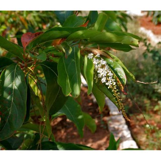 Cây lài nữ hoàng - lài thái - cây cầm mộc + Tặng (0,3kg) phân hữu cơ cao cấp