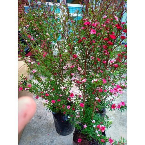 Cây hoa tùng tuyết mai đang nụ