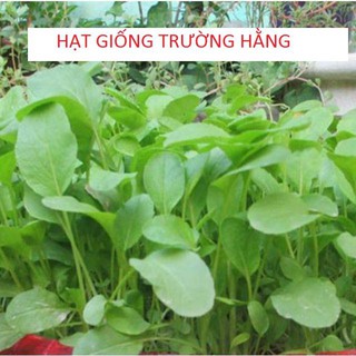 Hạt giông Rau Cải Ngọt thùng xôp dễ trồng 100 hạ
