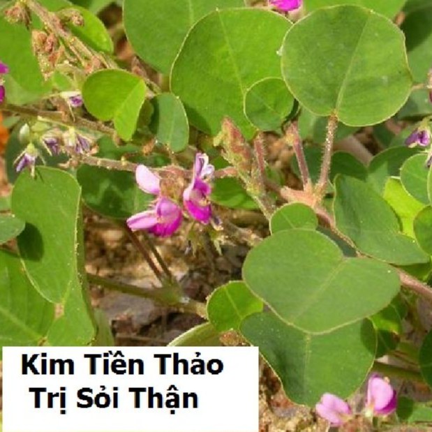 Hạt giống Kim tiền thảo ( cây dược liệu ) 50 hạt