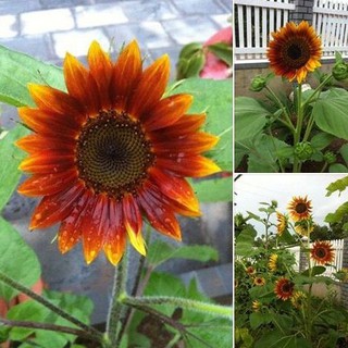 Hạt giống hoa hướng dương cam  30  hạt (TẶNG gói kích thích hỗ trợ hạt nảy mầm)