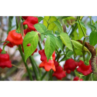 Hạt giống ỚT CHUÔNG HOA HỒNG F1 - Gói 5 hạt