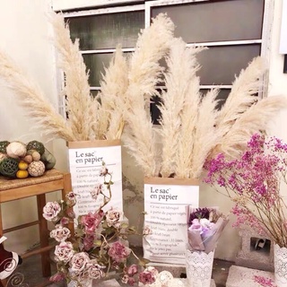 ⭐️VIDEO THẬT⭐️Cỏ lau khô màu trắng nhập khẩu  Pampas pampas