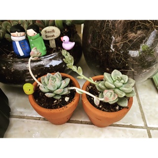 COMBO 2 CHẬU SEN ĐÁ MINI XINH XẮN